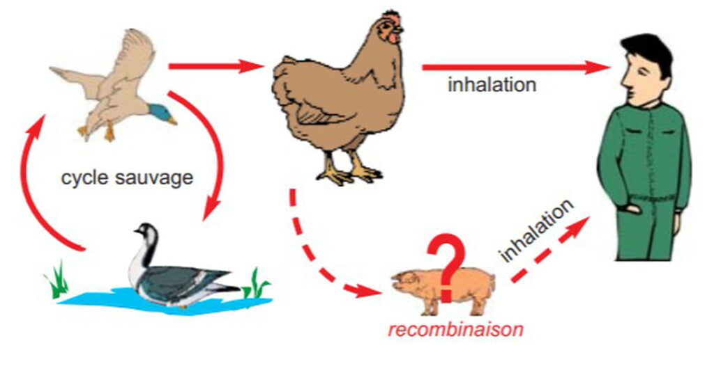 illustration de propagions de grippe